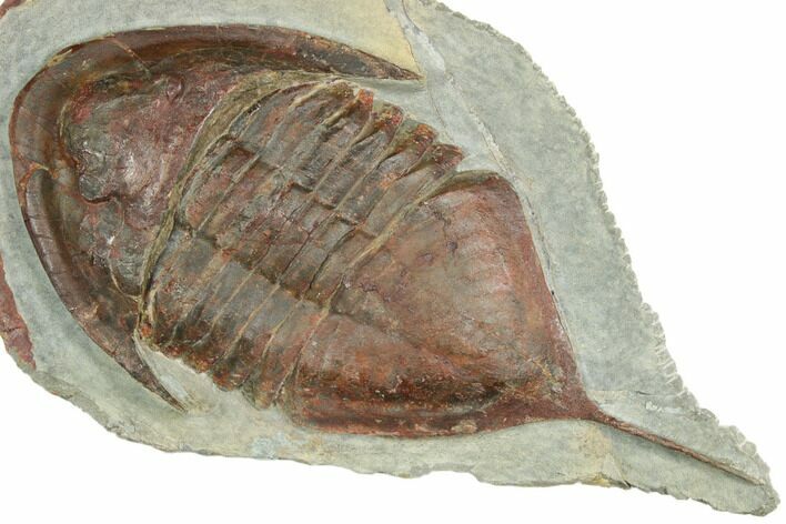 Huge, Inflated Megistaspis Trilobite - Fezouata Formation #191792